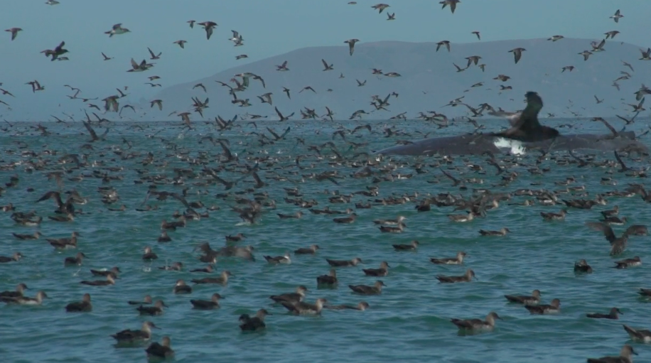 Chumash Heritage National Marine Sanctuary