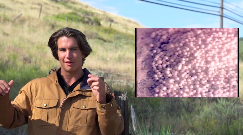 California Styrofoam Ban video