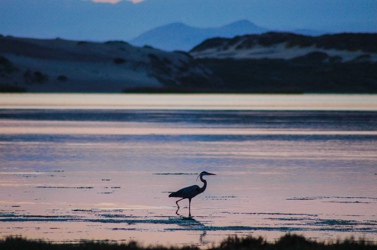 Great blue heron Central Coast wetlands